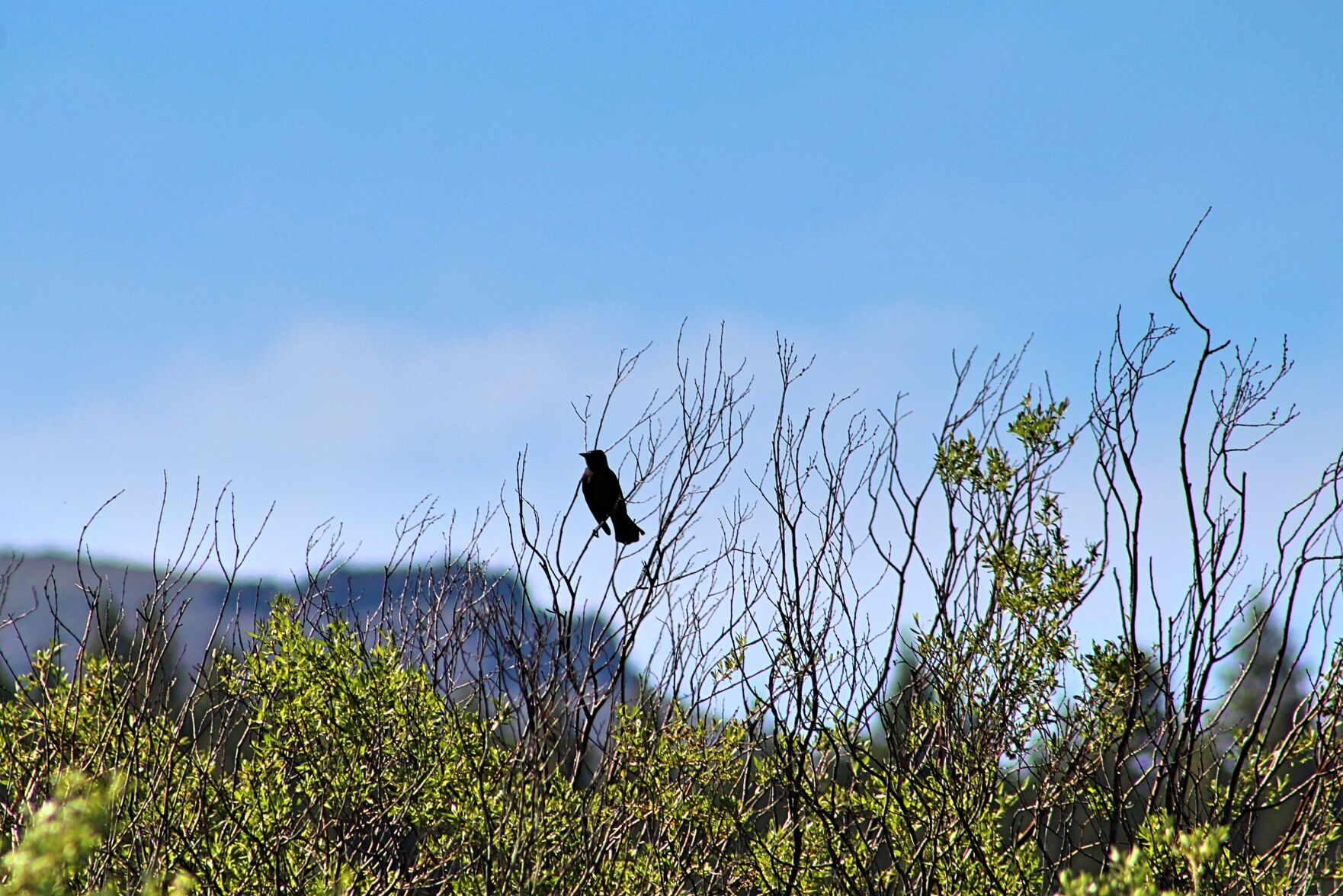 3. Hope Valley’s Blue Lakes are a prime spot for prime nature photography of the plentiful Sierra wildflowers and various birdswildlife. photo by Sarah Spinetta.jpg